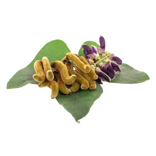 Mucuna (Velvet Bean / Kapikacchu)