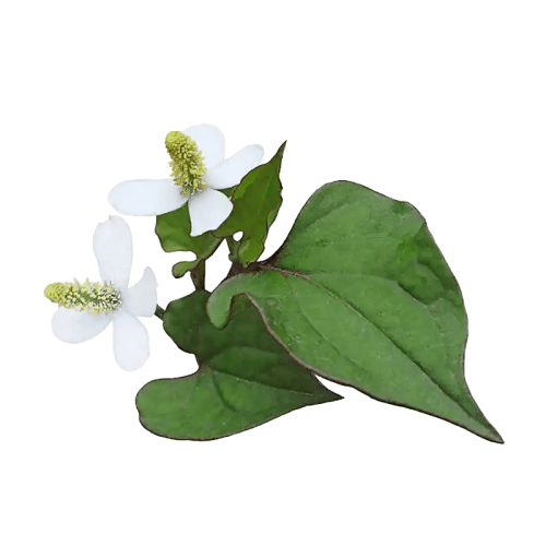 Fish Mint (Houttuynia)