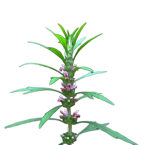 Chinese Motherwort (Yimucao)