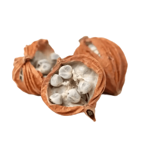 Villous Amomum (Sharen)