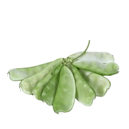 Hyacinth Bean (Baibiandou)