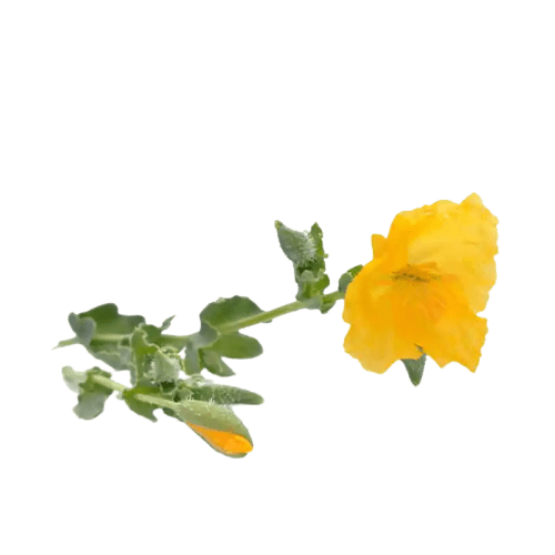 Yellow Horned Poppy
