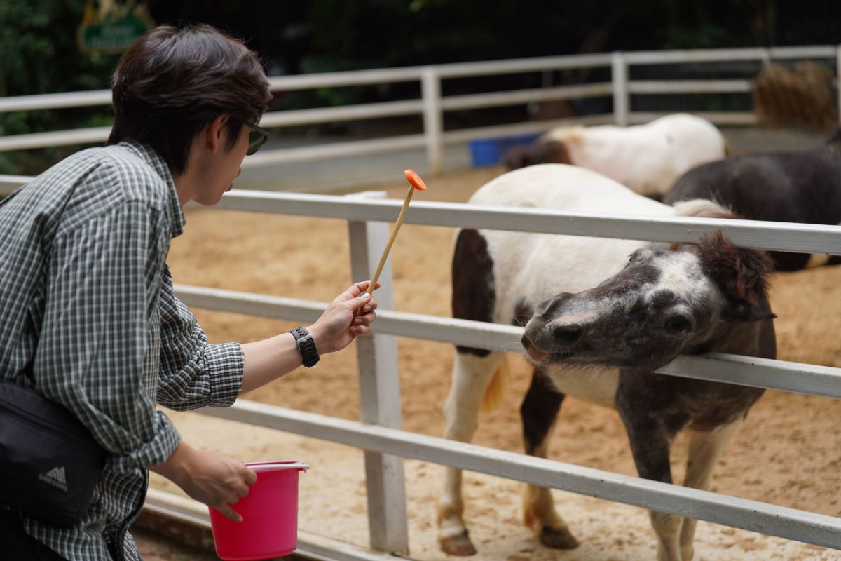 ให้อาหารม้าแคระ