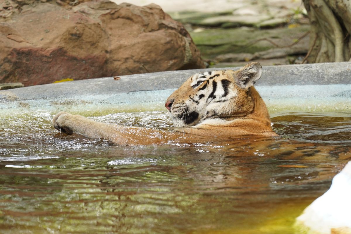 เสือในซาฟารีเวิลด์