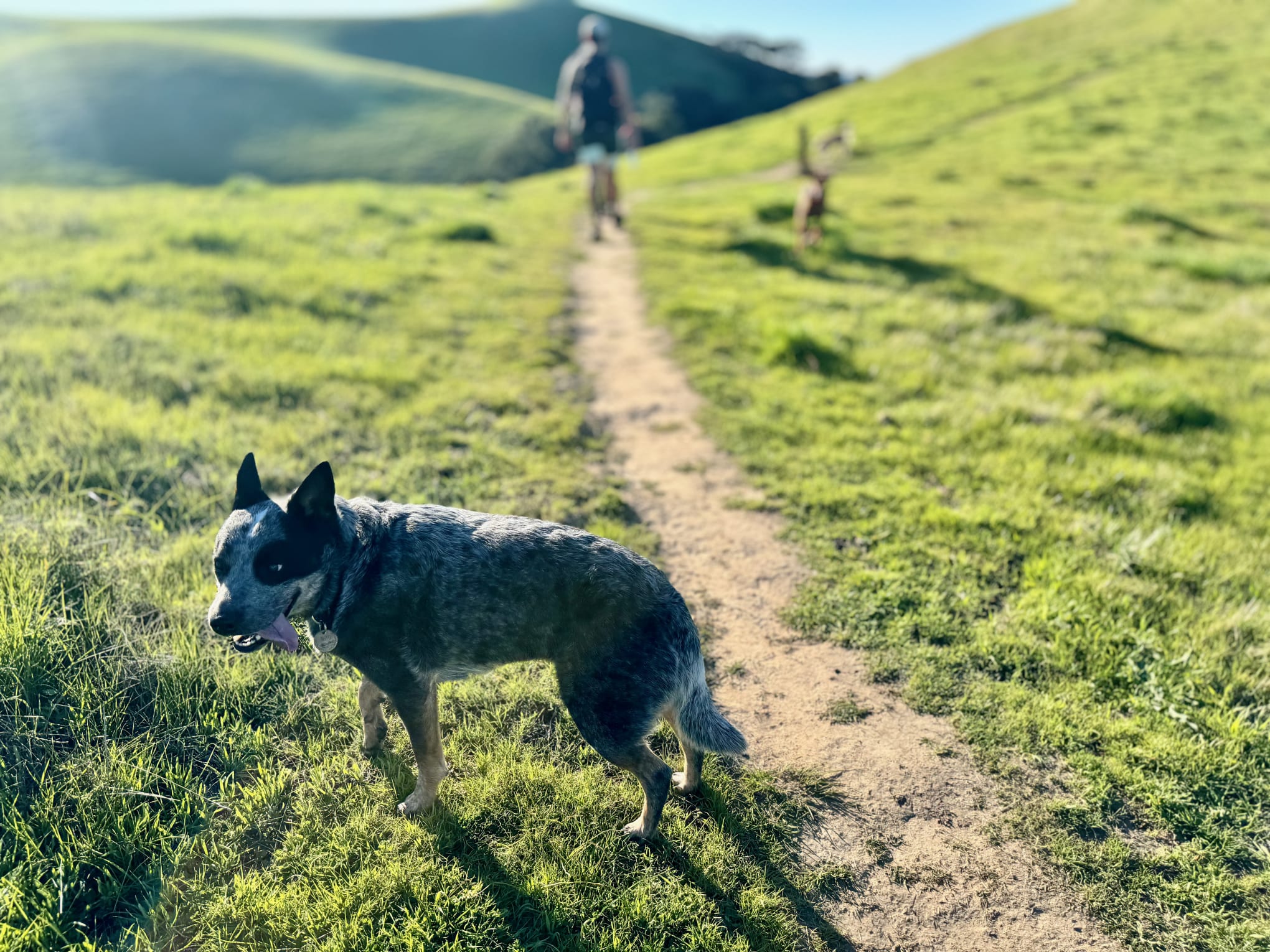 Roo the Blue