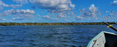 Tour al Santuario de los Flamencos en La Guajira