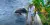 Reserva tu Pasadía Oceanario + Cocoliso en Islas del Rosario