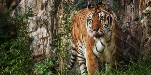 Entradas al Zoológico de Cali sin filas