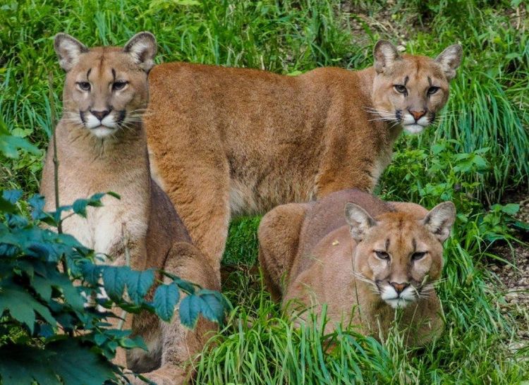 Salzburg Zoo Hellbrunn.jpg