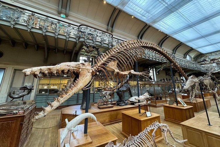 National Museum of Natural History2.jpg