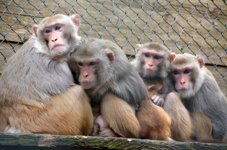 Raritatenzoo.jpg