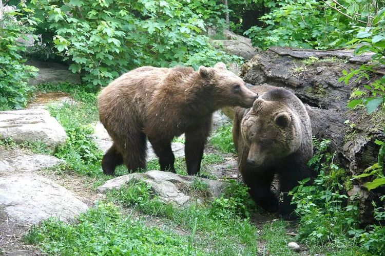 Alpenzoo Innsbruck - Tirol.jpg