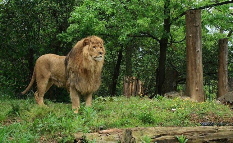 Zoo of Pistoia.jpg