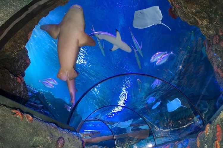 Gardaland SEA LIFE Aquarium.jpg