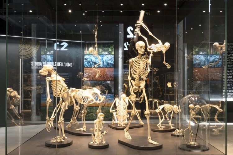 Milan Natural History Museum.jpg