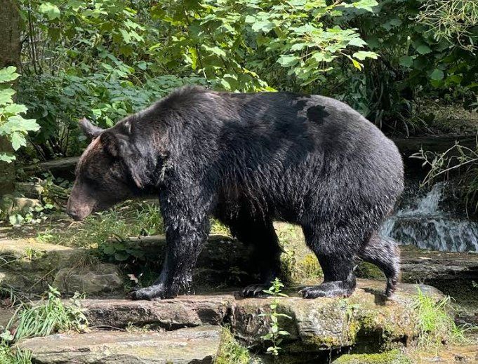 Tierpark Dahlholzli.jpg