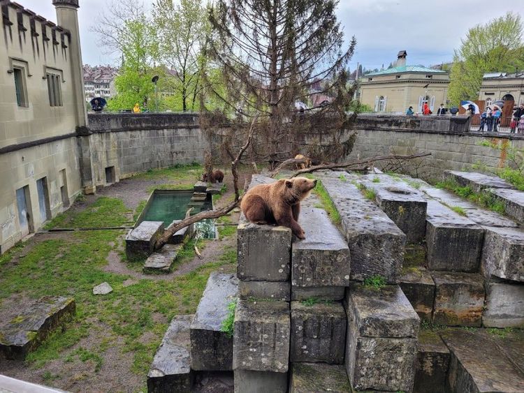 BearPark Bern.jpg