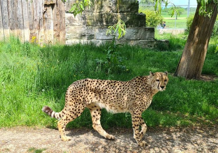 Toni's Zoo.jpg
