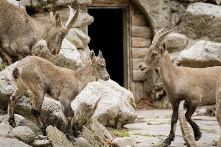 Zoo de la Batie.jpg