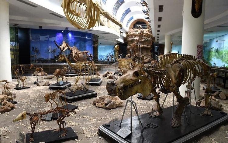 Zoological Museum.jpg
