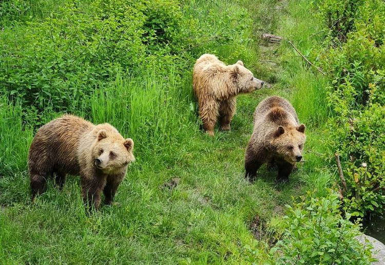 Wildpark Poing2.jpg
