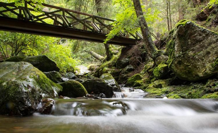 Ravenna Gorge Trail3.jpg