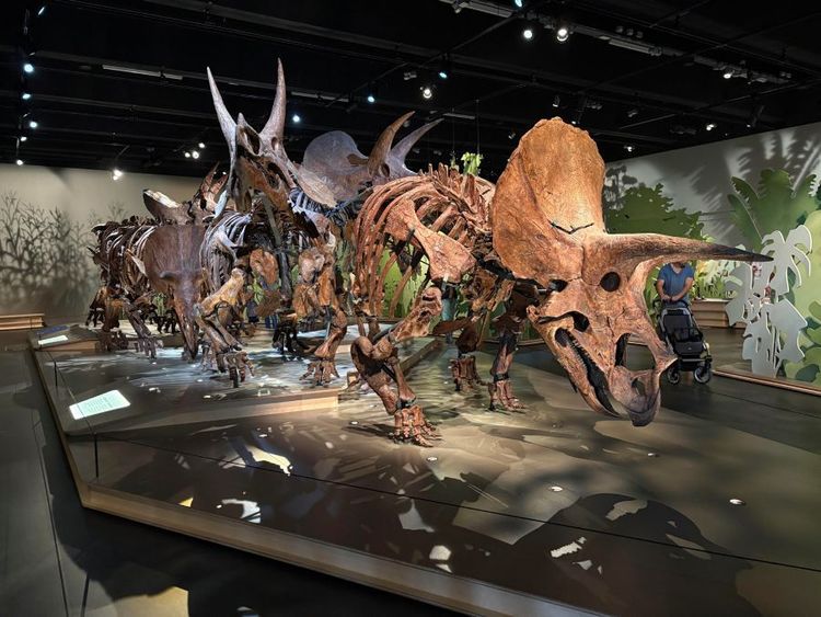 Naturalis Biodiversity Center.jpg