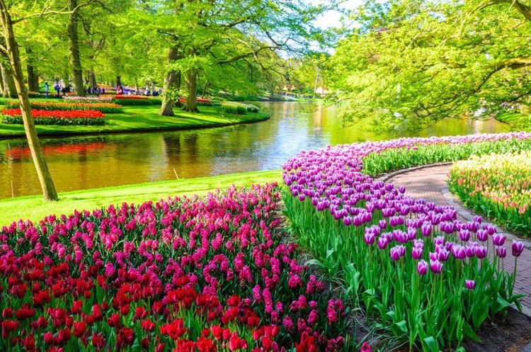 Keukenhof3.jpg