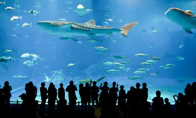 SEA LIFE Centre London Aquarium.jpg