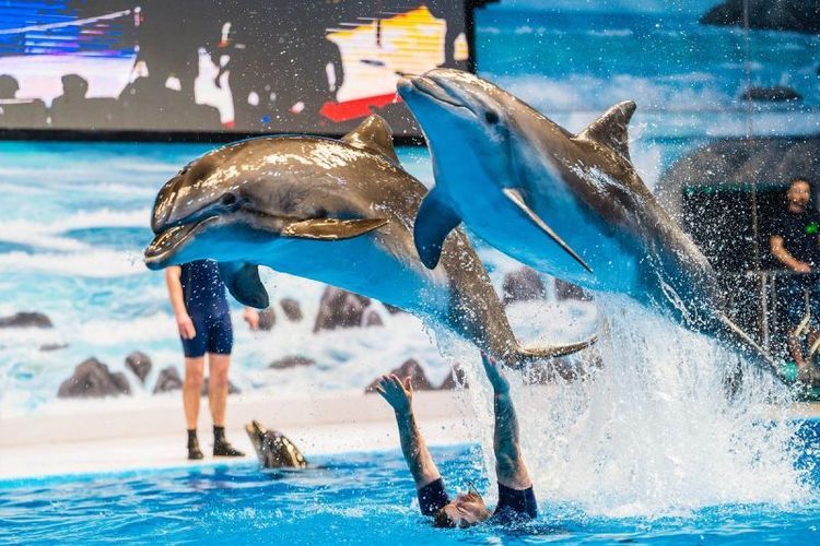Dubai Dolphinarium.jpg
