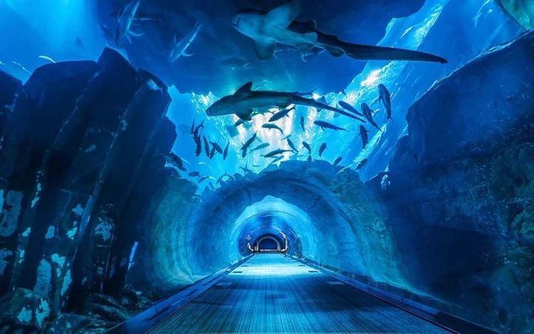 Dubai Aquarium & Underwater Zoo.jpg