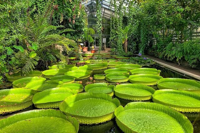 Palmengarten Frankfurt.jpg