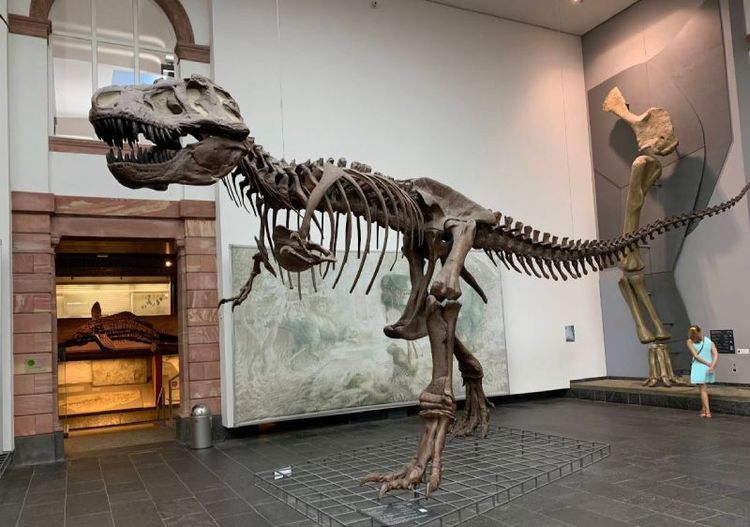 Senckenberg Nature Museum.jpg