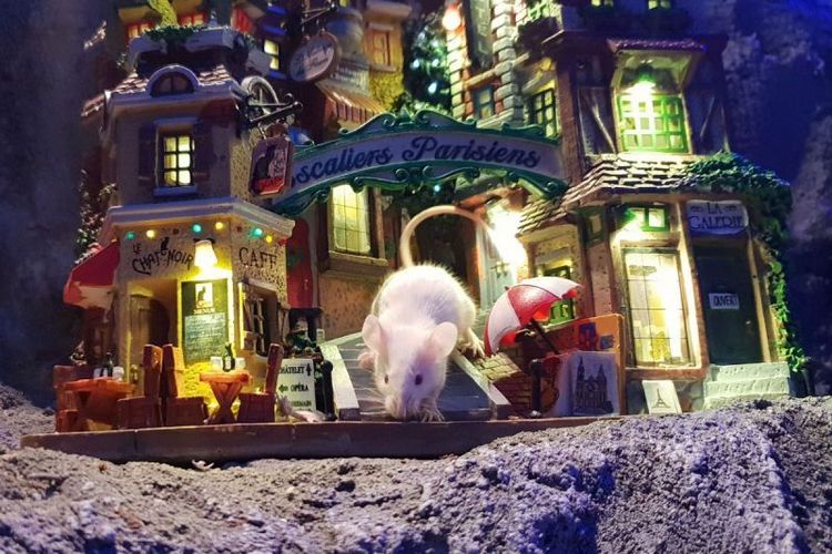 MYSZOGRÓD ZAKOPANE.jpg