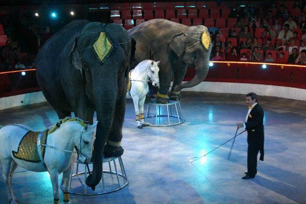 Capital Circus of Budapest6.jpg