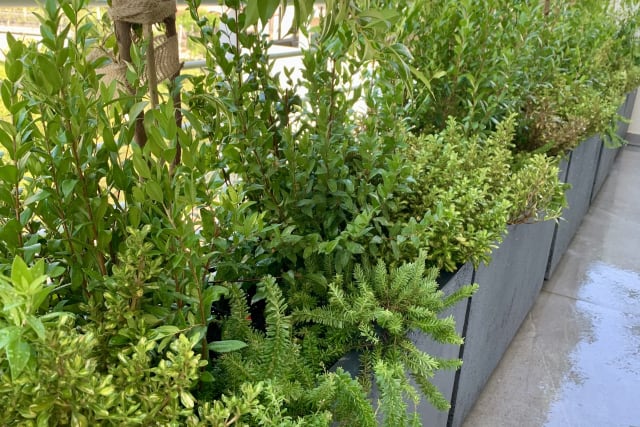 Office Garden. Glyfada, Athens