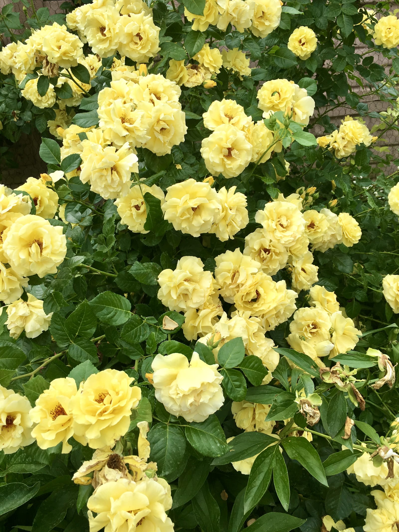 Minimalist rose planting arrangement in a contemporary garden setting