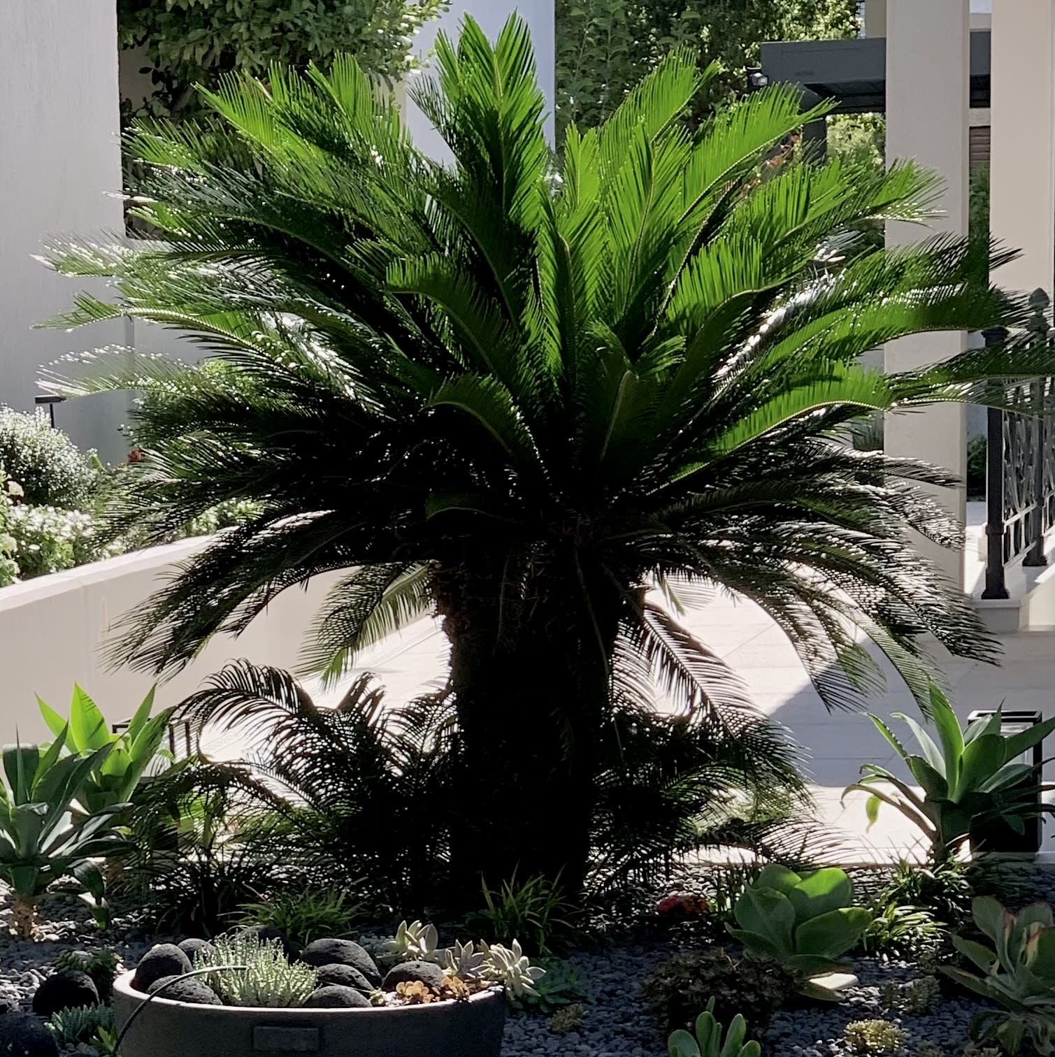 Sago Cycad or Cycas revoluta