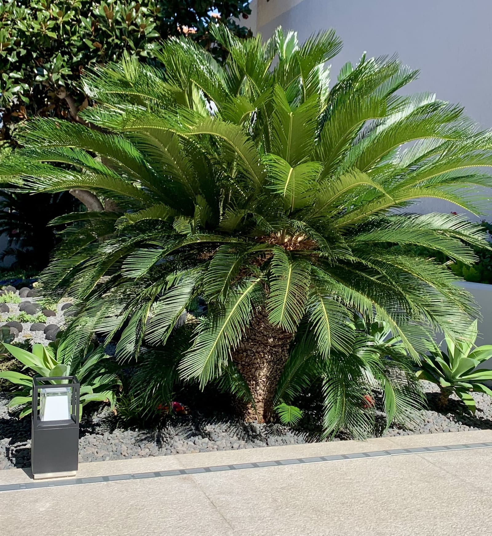 Cycas revoluta used as a structural design element in a contemporary Mediterranean garden, Athens Greece