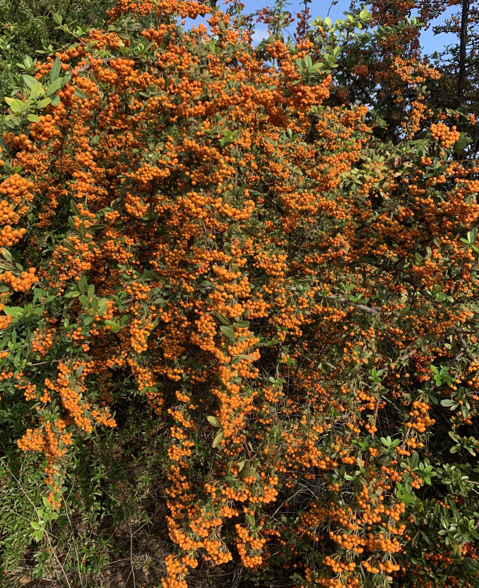 Large drift of a single shrub species used as a structural design element in a contemporary Mediterranean garden in Greece
