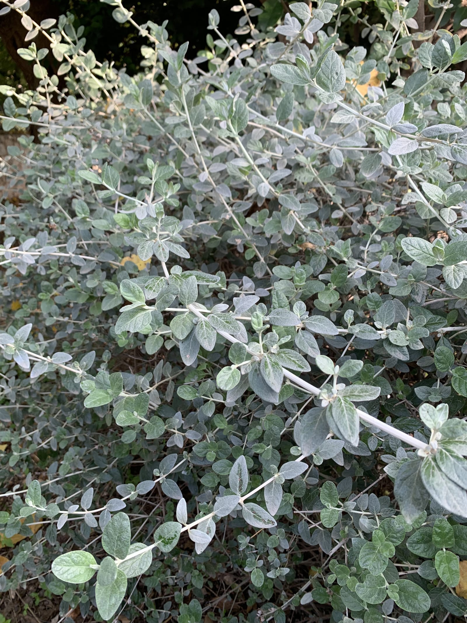 Compact and low-growing shrubs composing a layered planting design in an Athens garden