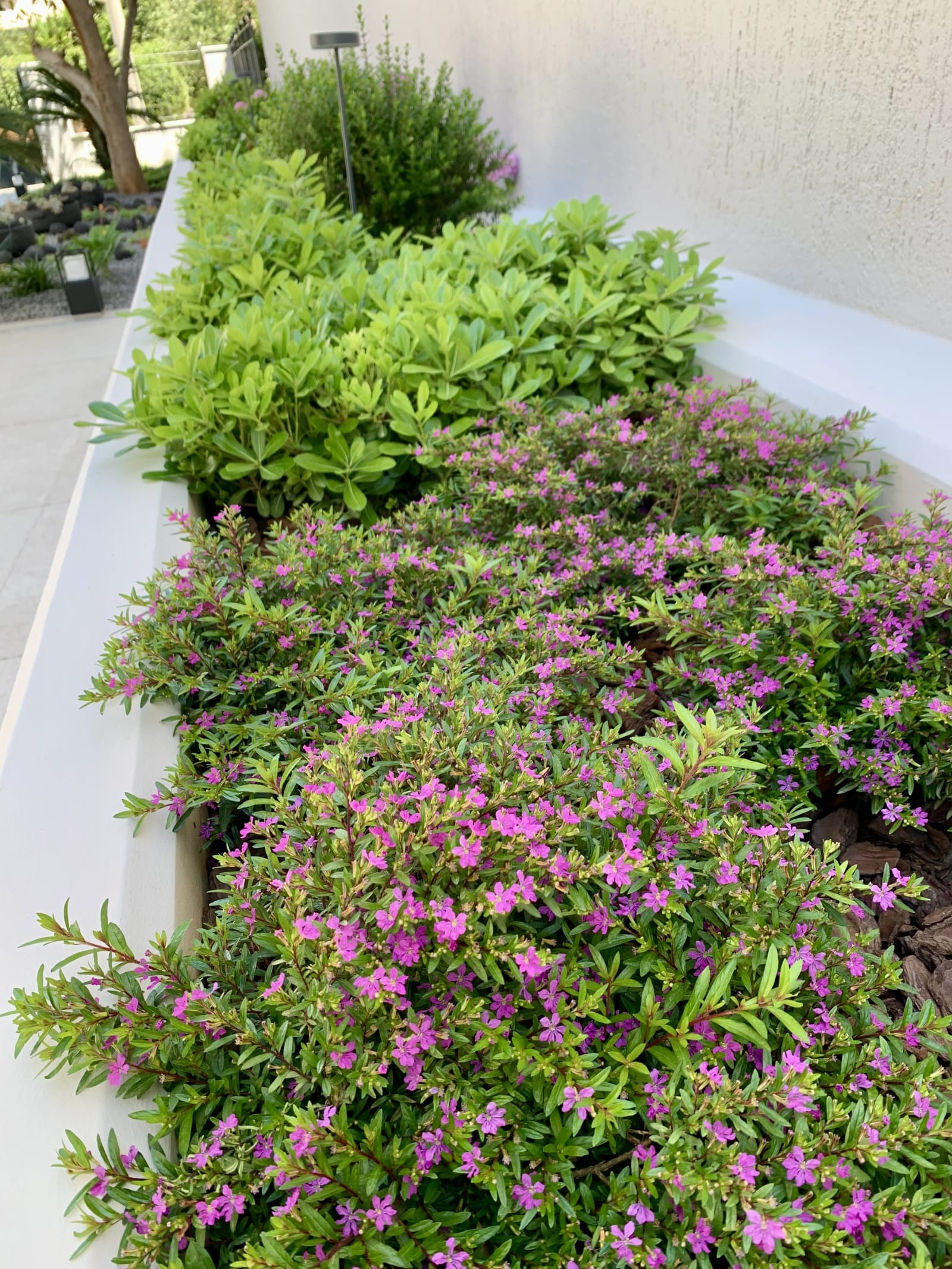 Shrubs combined with ornamental grasses in a low-maintenance modern garden design in Greece