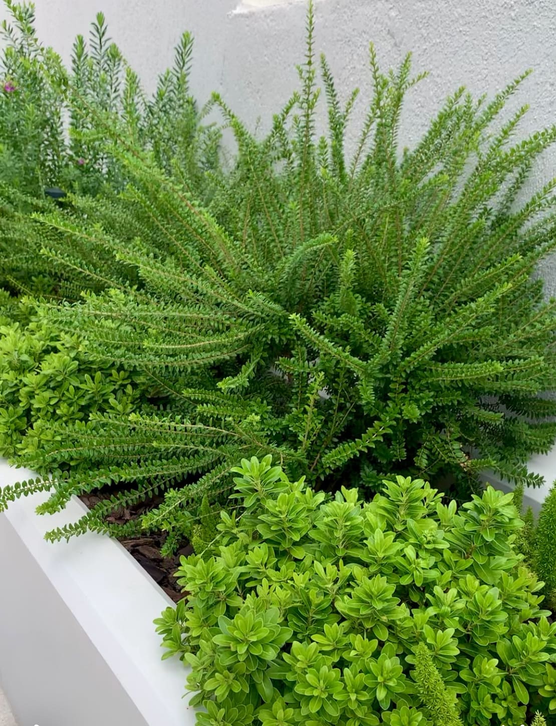 Shrubs in the Modern Garden
