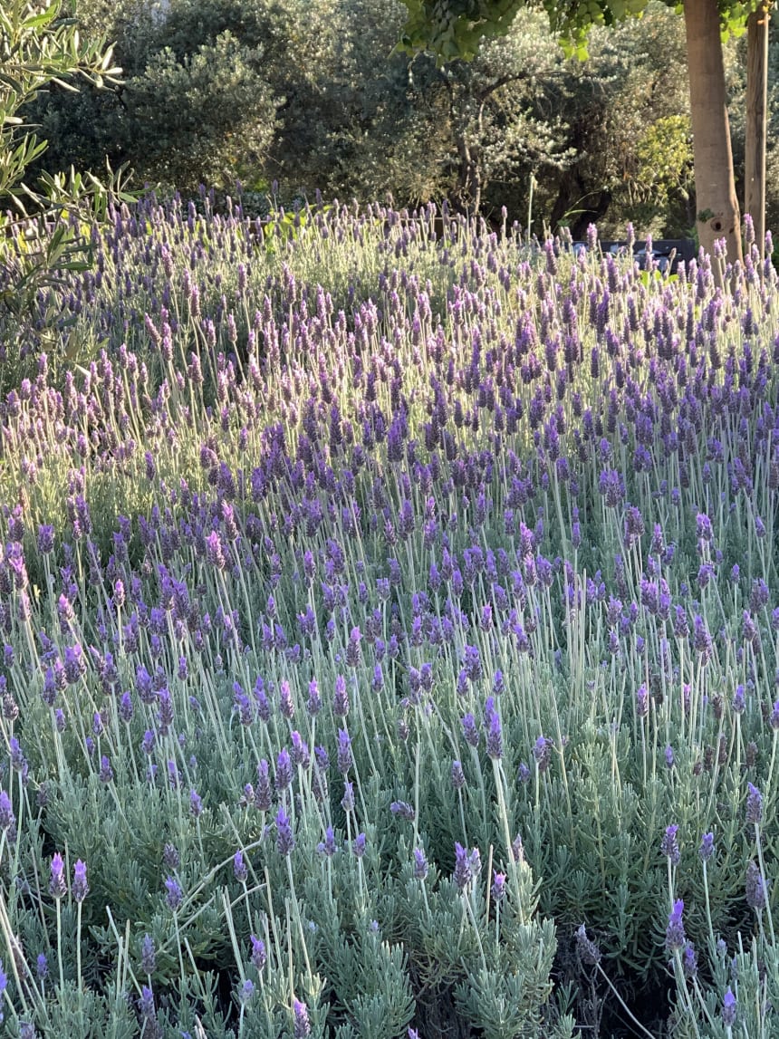 Lavender, sage, thyme, rosemary…
