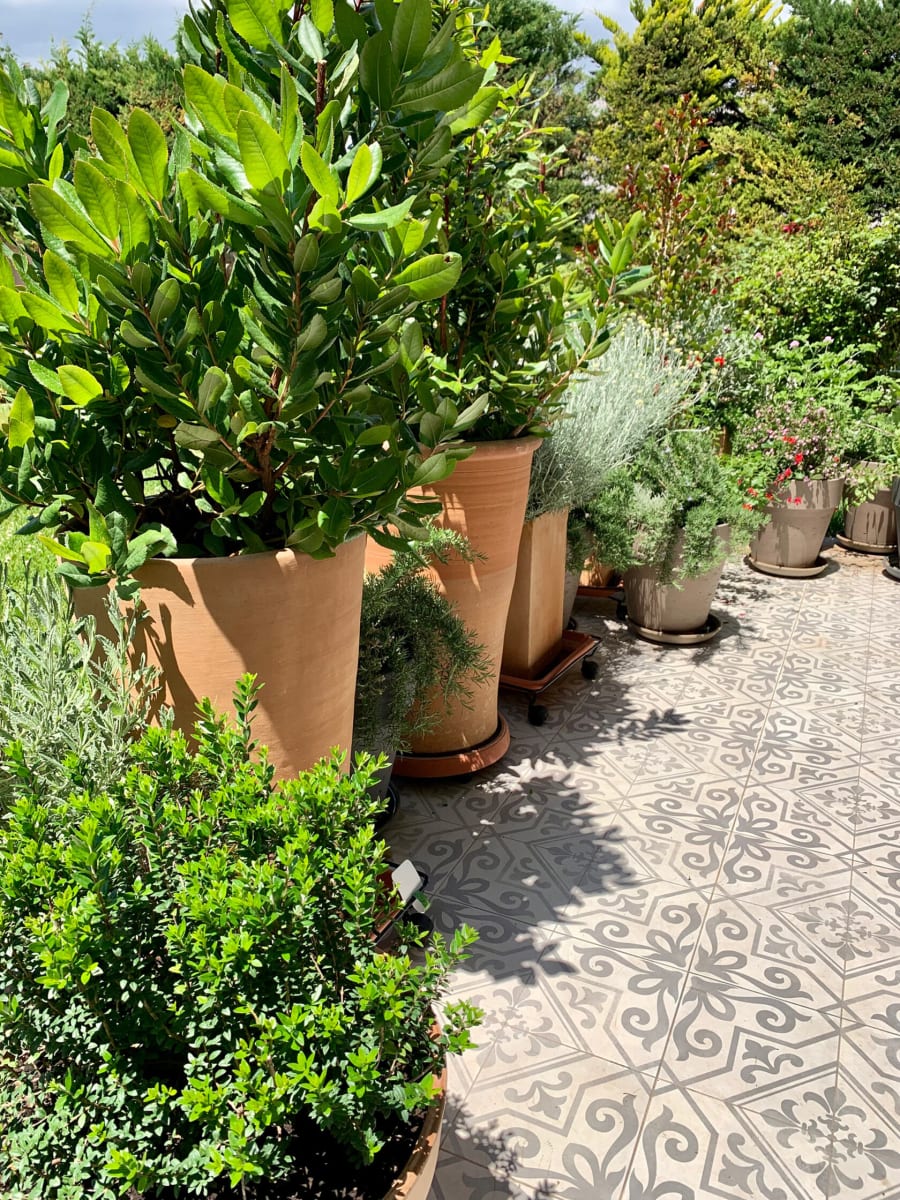 Close-up of fruiting shrubs and culinary herbs integrated into a modern container landscape.
