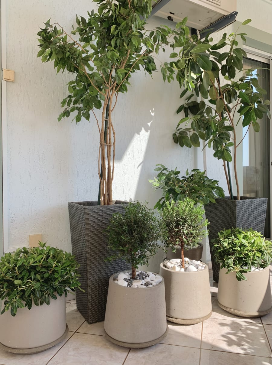 Reorganization of the balcony space using the existing ficuses