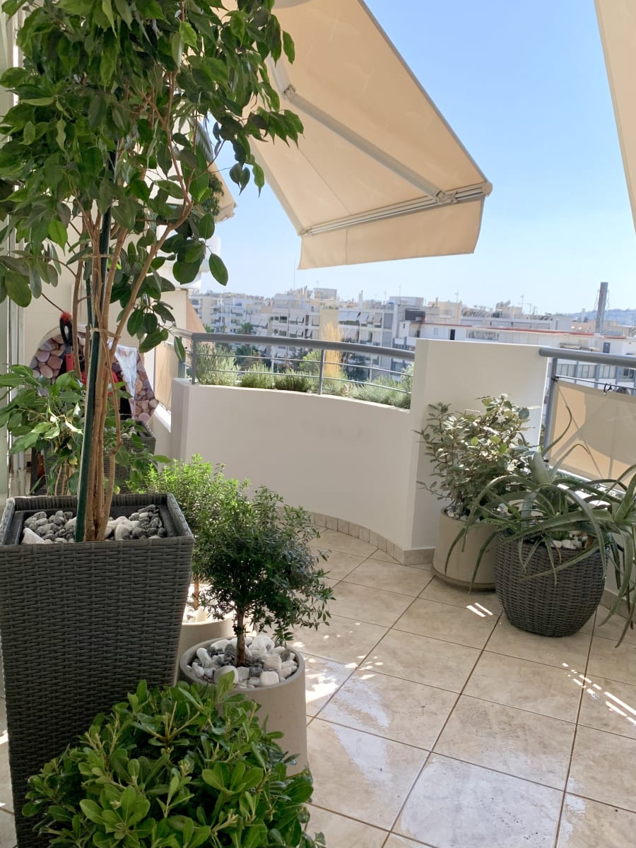 Composition of aloe and ornamental grasses on the balcony