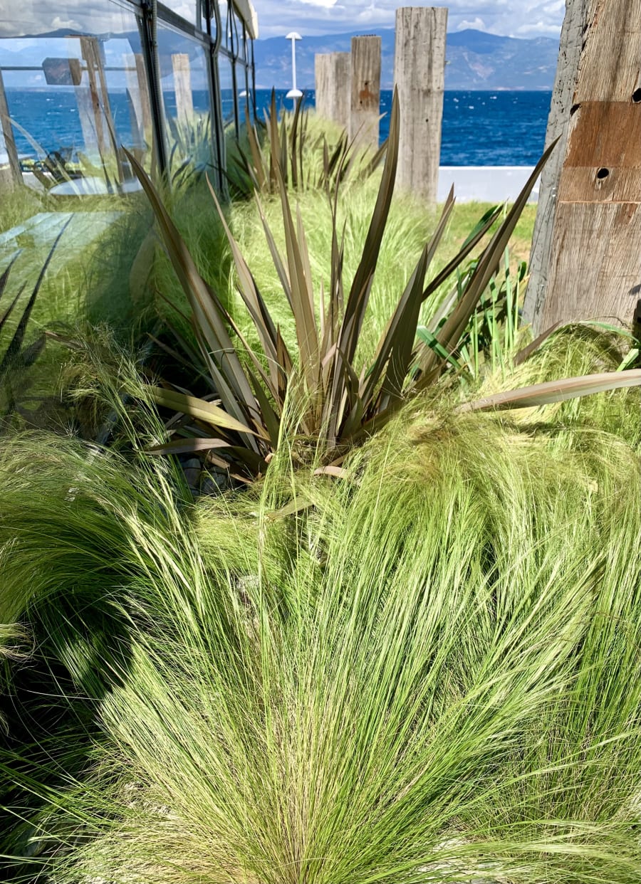 Sculptural container plant compositions on the restaurant terrace in Aigio