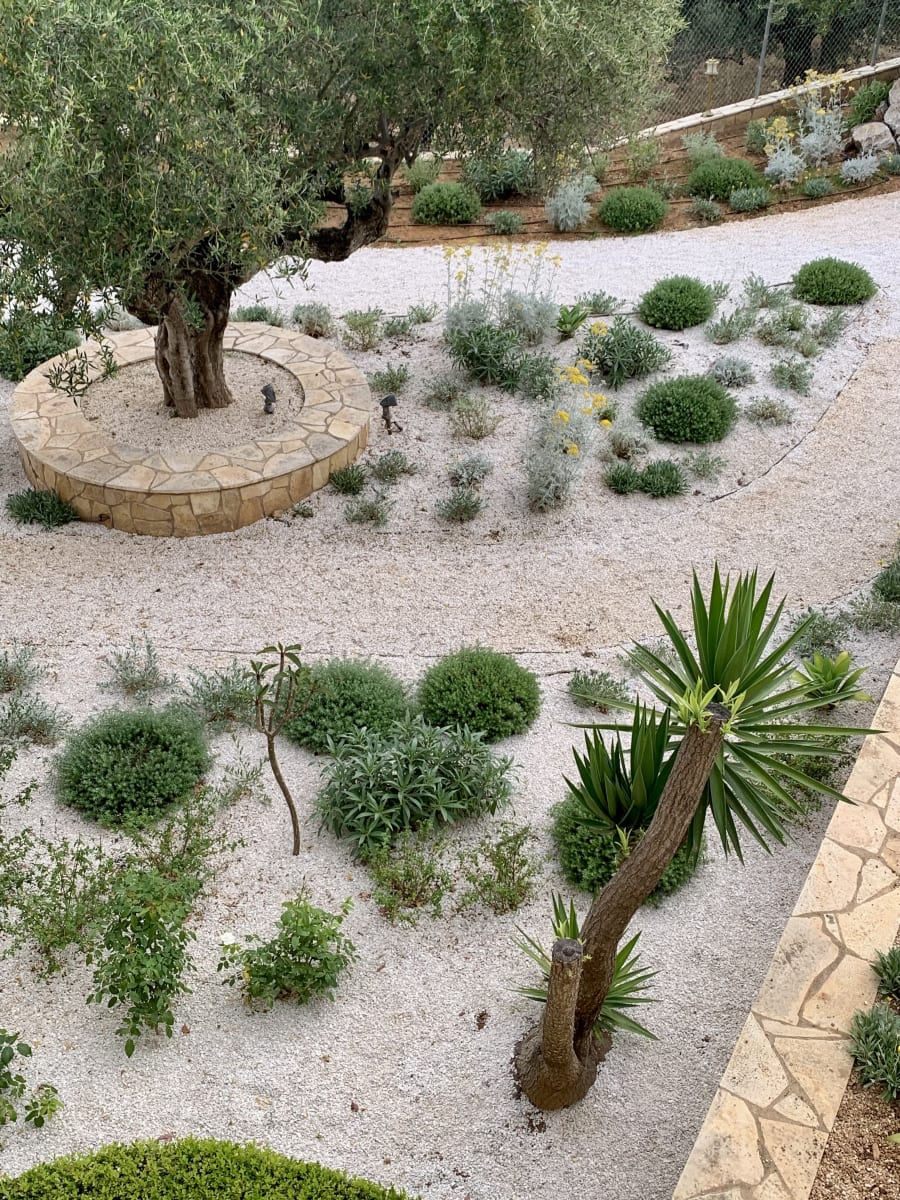Alkaline limestone garden planting palette in an olive grove