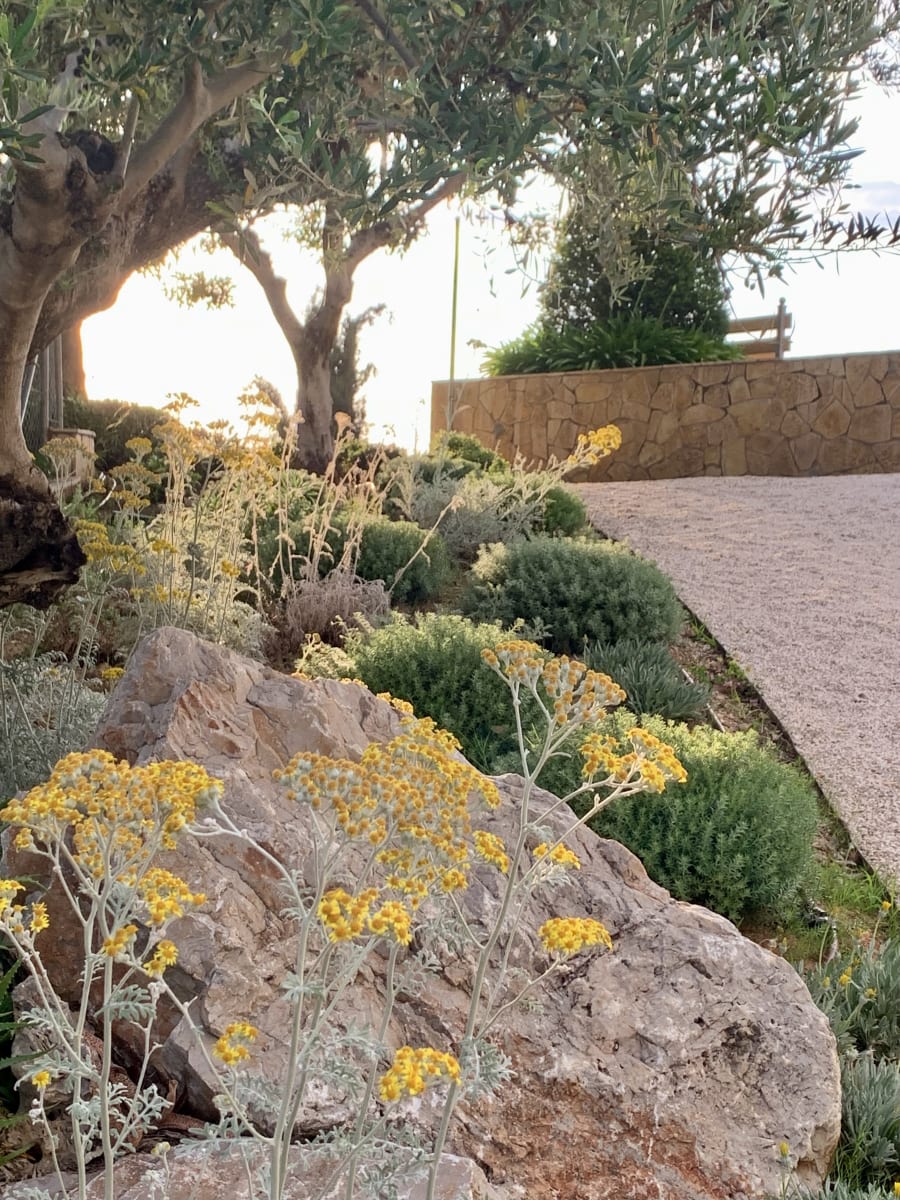 Drought-tolerant planting on a dry south-west facing terraced slope